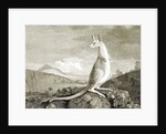 Illustration of kangaroo by Anonymous