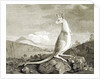 Illustration of kangaroo by Anonymous