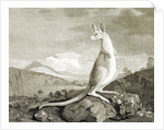 Illustration of kangaroo by Anonymous