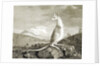 Illustration of kangaroo by Anonymous
