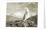 Illustration of kangaroo by Anonymous
