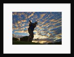 Silhouette of golfer at sunset, Maui, Hawaii by Anonymous