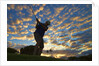 Silhouette of golfer at sunset, Maui, Hawaii by Anonymous