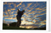 Silhouette of golfer at sunset, Maui, Hawaii by Anonymous
