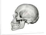 Lateral View of Human Skull. by Anonymous