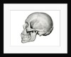 Lateral View of Human Skull. by Anonymous