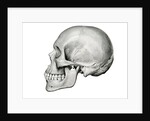 Lateral View of Human Skull. by Anonymous