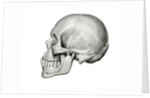 Lateral View of Human Skull. by Anonymous