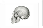 Lateral View of Human Skull. by Anonymous