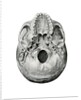 Ventral View of Human Skull by Anonymous