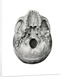Ventral View of Human Skull by Anonymous