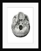 Ventral View of Human Skull by Anonymous