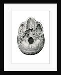 Ventral View of Human Skull by Anonymous