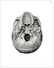 Ventral View of Human Skull by Anonymous