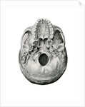 Ventral View of Human Skull by Anonymous