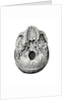 Ventral View of Human Skull by Anonymous
