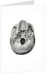 Ventral View of Human Skull by Anonymous