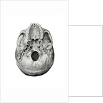 Ventral View of Human Skull by Anonymous