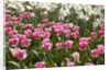 Tulips bed bloom by Anonymous