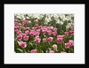 Tulips bed bloom by Anonymous