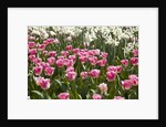 Tulips bed bloom by Anonymous