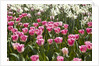 Tulips bed bloom by Anonymous