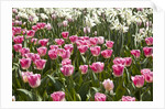 Tulips bed bloom by Anonymous