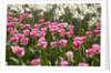 Tulips bed bloom by Anonymous