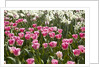 Tulips bed bloom by Anonymous