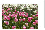 Tulips bed bloom by Anonymous