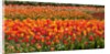 Tulips in bloom by Anonymous