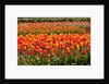 Tulips in bloom by Anonymous