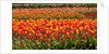 Tulips in bloom by Anonymous