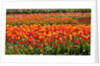 Tulips in bloom by Anonymous