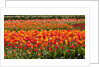 Tulips in bloom by Anonymous