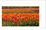 Tulips in bloom by Anonymous