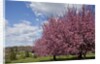 Cherry trees in bloom by Anonymous