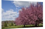 Cherry trees in bloom by Anonymous