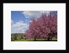 Cherry trees in bloom by Anonymous