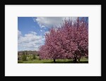 Cherry trees in bloom by Anonymous
