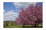 Cherry trees in bloom by Anonymous