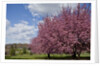 Cherry trees in bloom by Anonymous