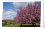 Cherry trees in bloom by Anonymous