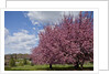 Cherry trees in bloom by Anonymous