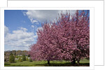 Cherry trees in bloom by Anonymous