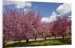 Cherry trees in bloom by Anonymous