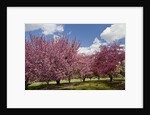 Cherry trees in bloom by Anonymous