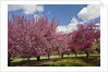 Cherry trees in bloom by Anonymous