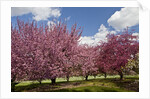 Cherry trees in bloom by Anonymous