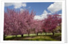 Cherry trees in bloom by Anonymous